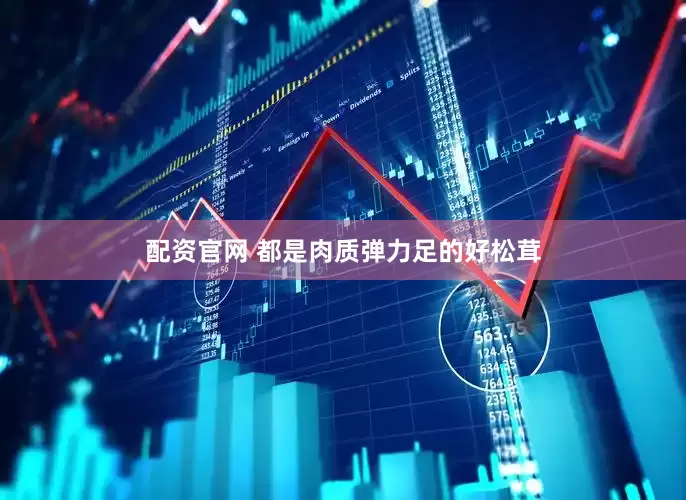 配资官网 都是肉质弹力足的好松茸